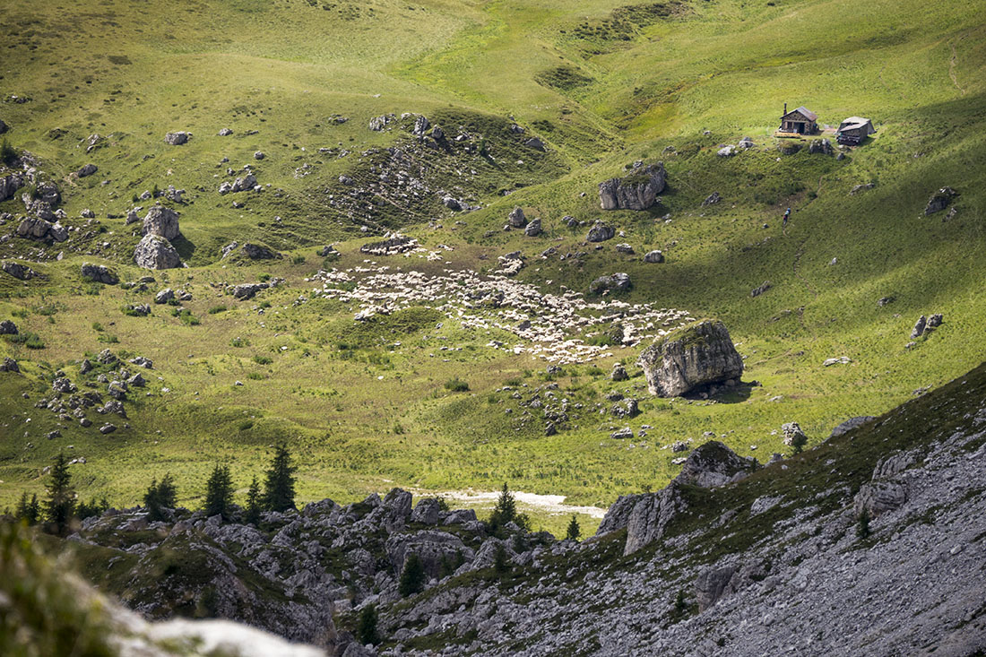 croda016.jpg - Wollknäuel mit Beinen.