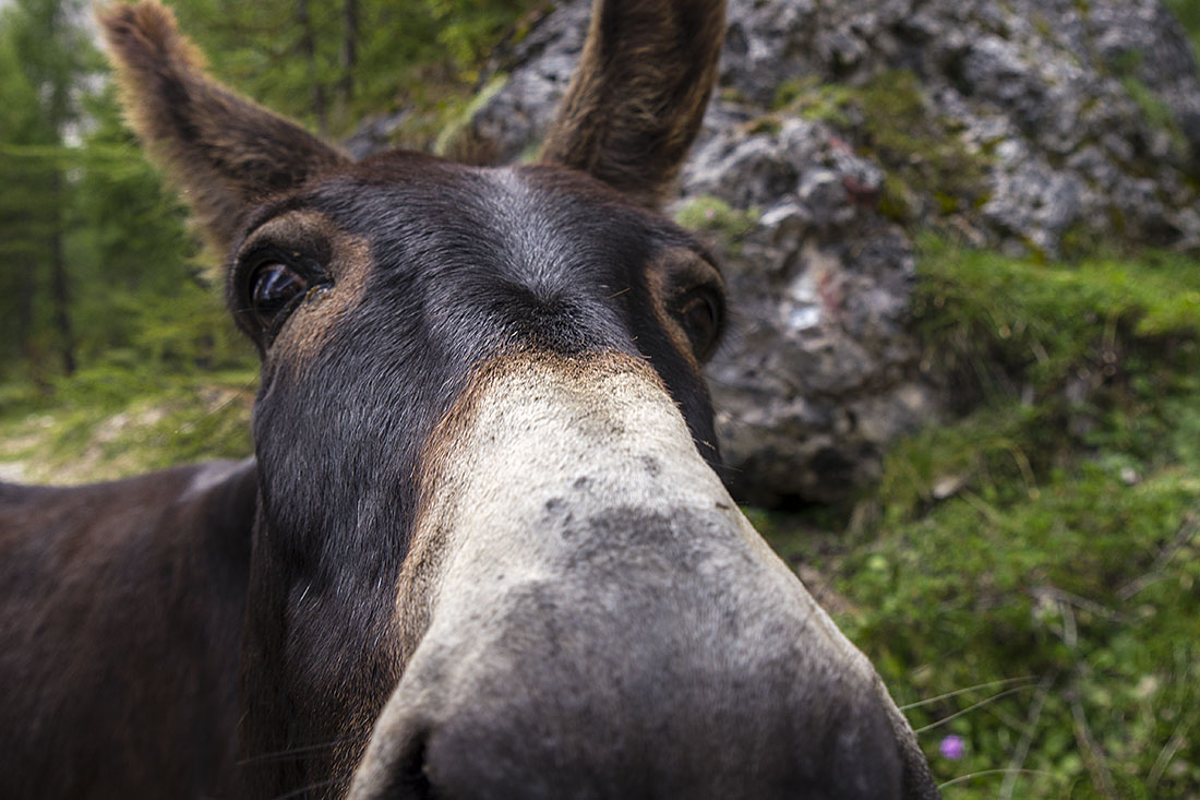 croda018.jpg - Vor dem Refugio lauern neugierige Huftiere die Wanderer auf. Ob eine Kamera essbar ist?