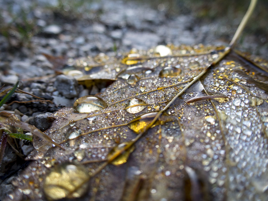 soldweg010.jpg - Der goldene Herbst.