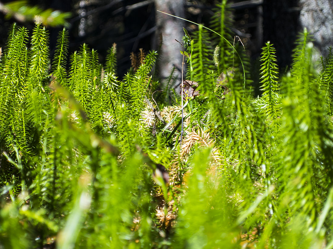 staffel050.jpg - Ein Mikro-Wald im Makro-Wald