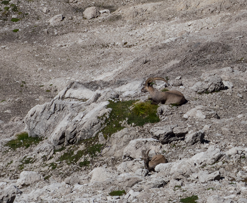 steinsee039.jpg - Der Chefbock und seine Frau. Völlig gelassen und zufrieden.
