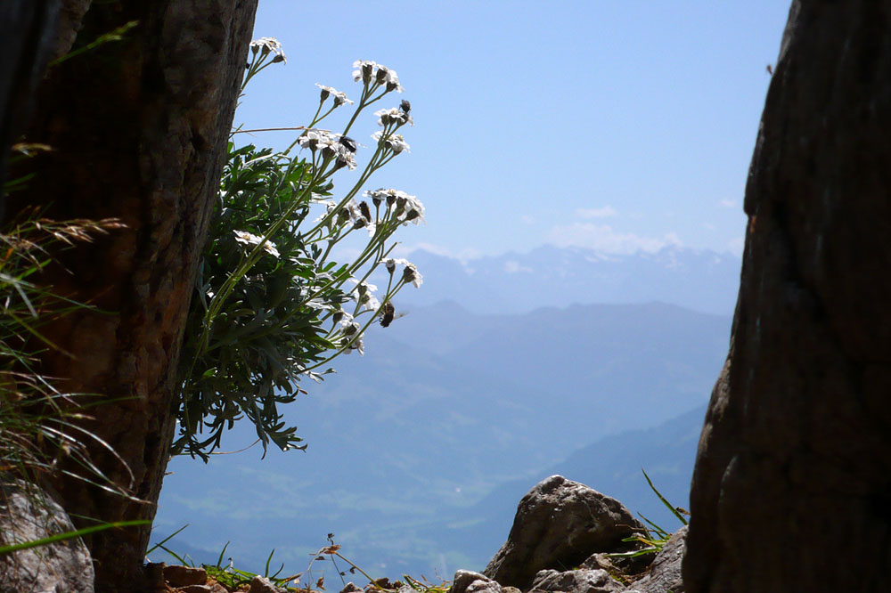toerlwand_050.JPG - Ganz oben wird die Landschaft "umgeschaltet". Das Kleine Törl ist ein mannsbreiter Spalt. Ein großartiger Durchgang.