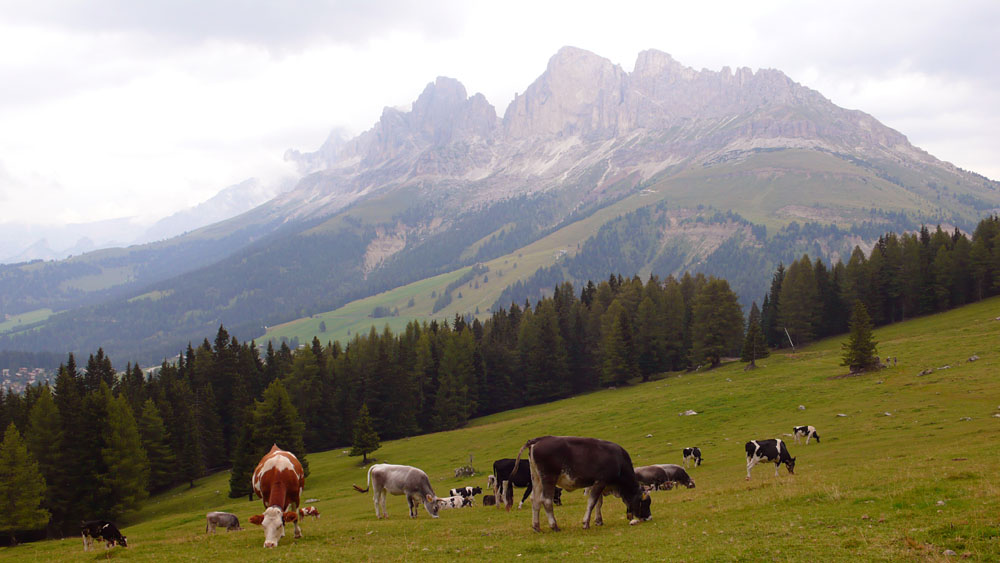 P1010373.JPG - Idylle auf den Latemarwiesen. Im Hintergrund das Rosengartenmassiv. Für den Alpengeist gibt es nichts Entspannenderes als auf einer Almwiese zu liegen.
