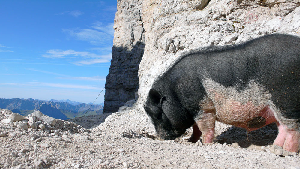 P1010376.JPG - Ein Dolomitenschwein.