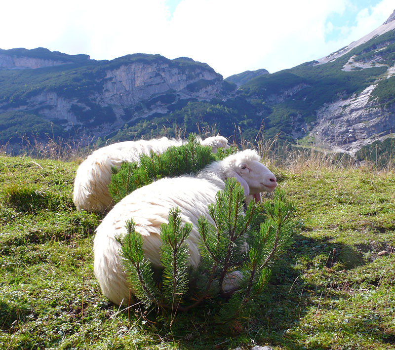P1010340.JPG - Die zwei Moppel liegen hier schon so lange, dass eine Latsche unter ihnen rausgewachsen ist.