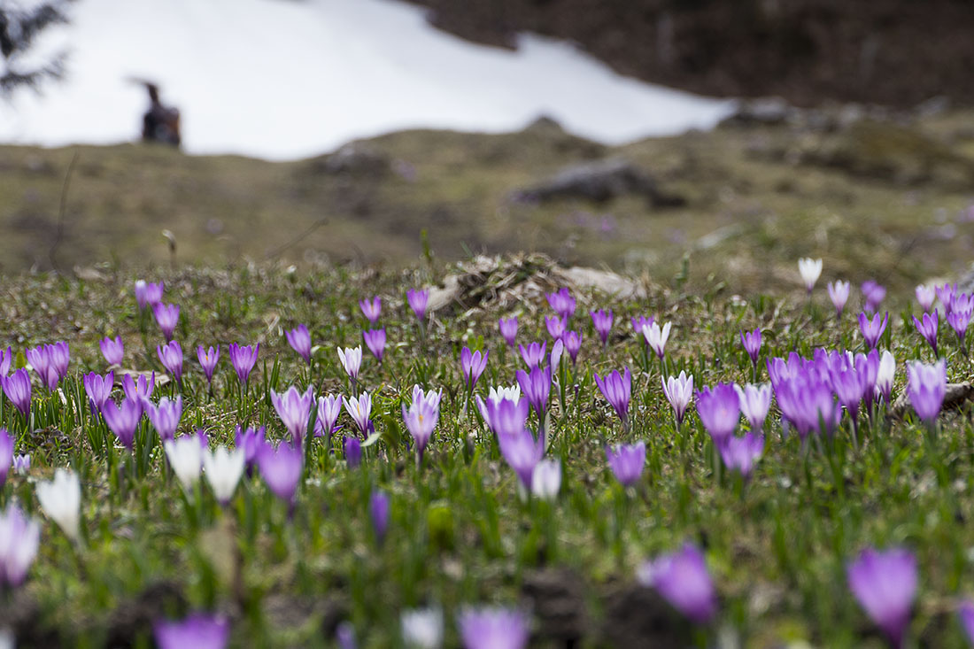 wildalp_10.jpg