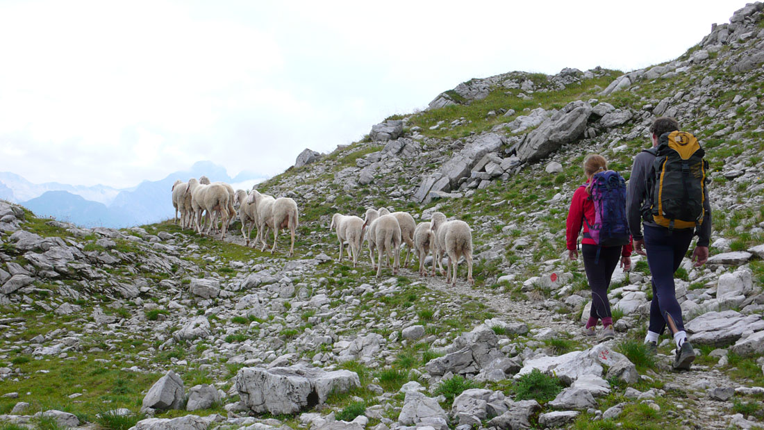 wolfebner60.jpg - Schafe sind komische Viecher. Dieser Verein stapfte uns eigentlich entgegen. Als wir anmarschiert kamen, haben sie umgedreht und sind den ganzen Weg bis zur Herde zurückgetrabt, und das ohne Murren. Total planlos :-)